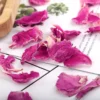 my-11134207-7r98o-lxif7vsw7dkgdb.webp High Quality Dried Peony Petal