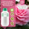 my-11134207-7rask-m29qbus6j7kvfe.webp Cold Pressed Japan Camellia Oil For Soap Making Face Oil Body Oil Carrier Oil